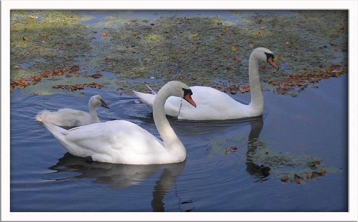 Når man bor i smukke omgivelser. - august, svanefamilien fik kun een lille svælling i år. billede 1