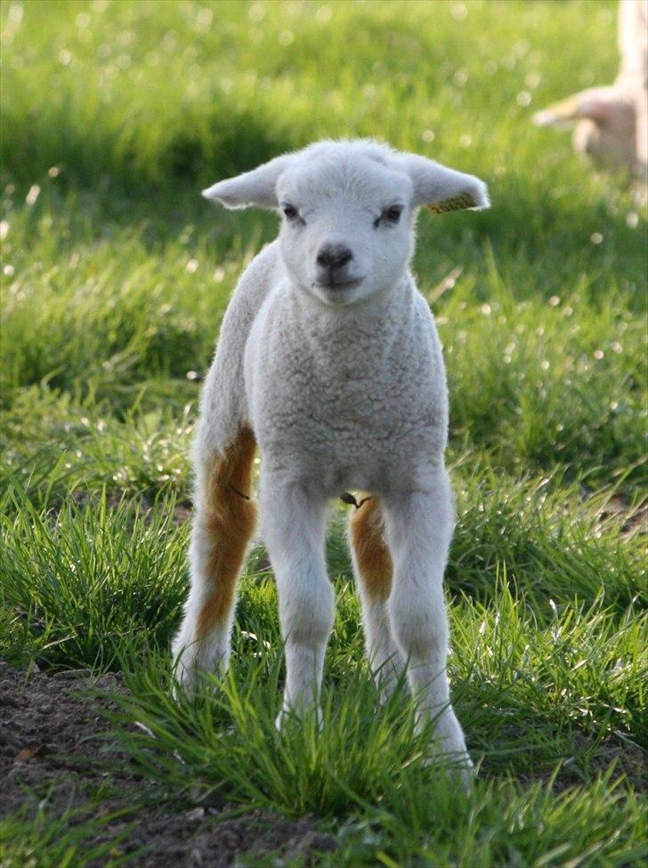 Når man bor i smukke omgivelser. - Vallø lam, kan købes i udvalgte supermarkeder. billede 2