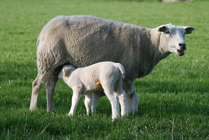Når man bor i smukke omgivelser. - nam, nam. billede 3