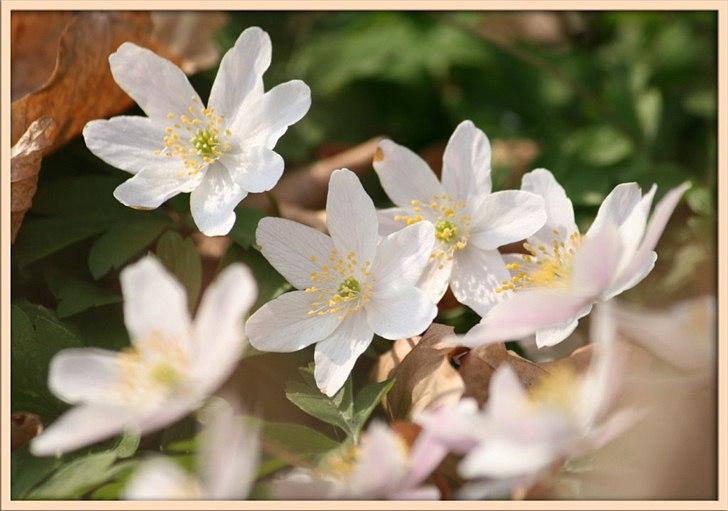 Når man bor i smukke omgivelser. - anemoner. billede 6