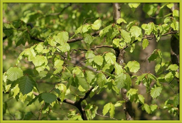 Når man bor i smukke omgivelser. - Forårs tegn. billede 9
