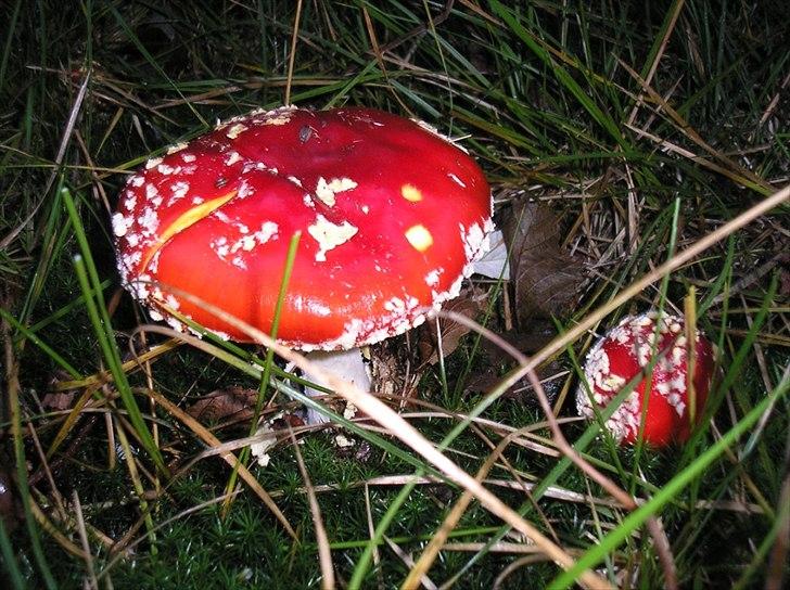 Når man bor i smukke omgivelser. - Jeg ved hvor disse svampe gror. Men siger det ikke  til nogen, for så blir de bare ødelagt. billede 10