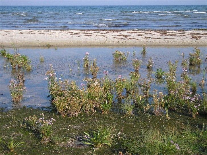Når man bor i smukke omgivelser. - Vandet ved Kystvejen. billede 11