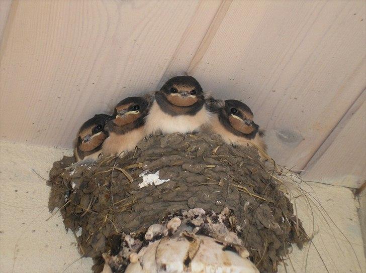 Når man bor i smukke omgivelser. - Mit præmiebillede . Indsendt og vundet  præmie i fotokonkurrence. Jeg fulgte den lille  svale familie fra æg til de små var flyvefærdige. billede 12