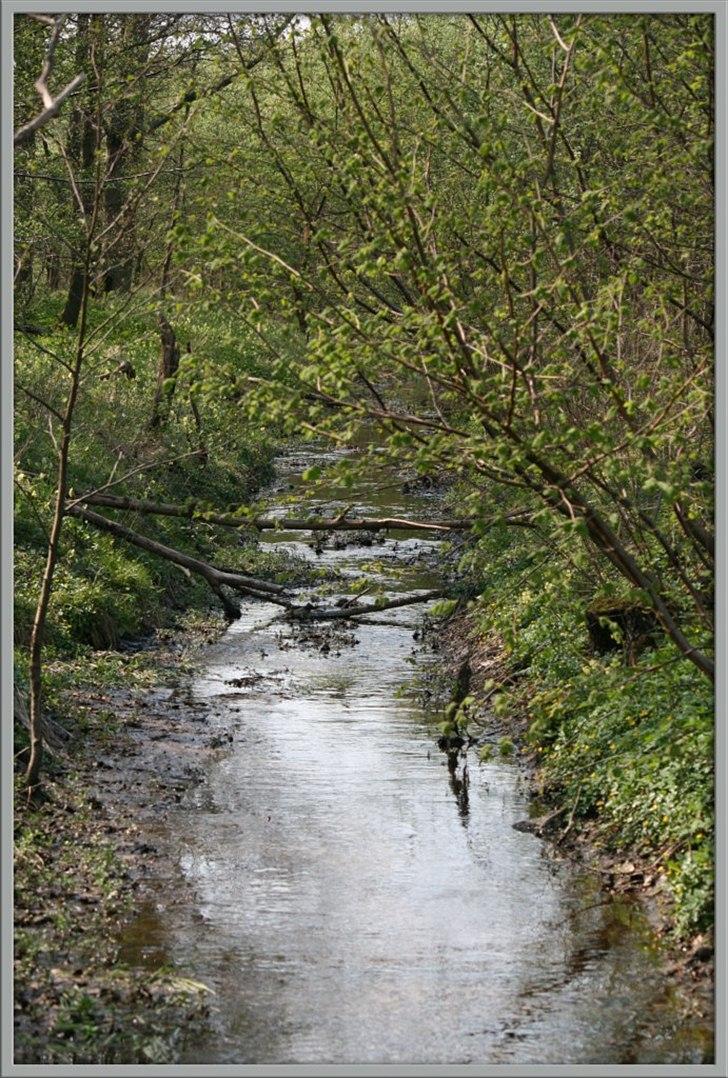 Når man bor i smukke omgivelser. - Bækken i skoven. billede 13