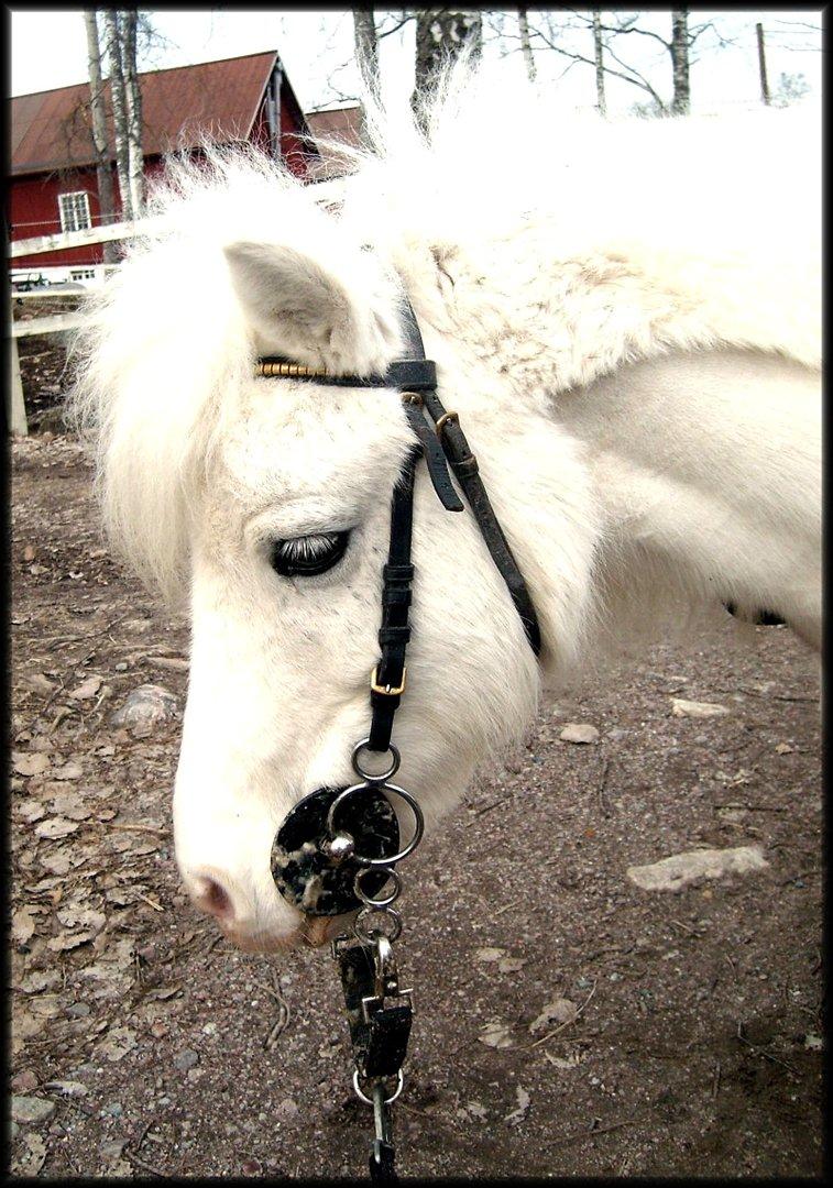 SØGER SHETLANDS PONY UDSTYR SØGER IKKE MER - bid billede 2