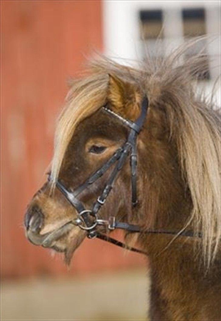 SØGER SHETLANDS PONY UDSTYR SØGER IKKE MER - trense billede 4