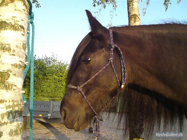 SØGER SHETLANDS PONY UDSTYR SØGER IKKE MER - str shet og i pink billede 7