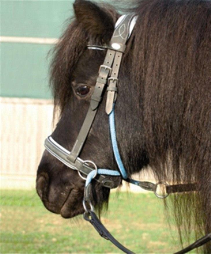 SØGER SHETLANDS PONY UDSTYR SØGER IKKE MER - bare i pink billede 9