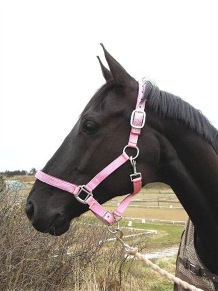 SØGER SHETLANDS PONY UDSTYR SØGER IKKE MER billede 12