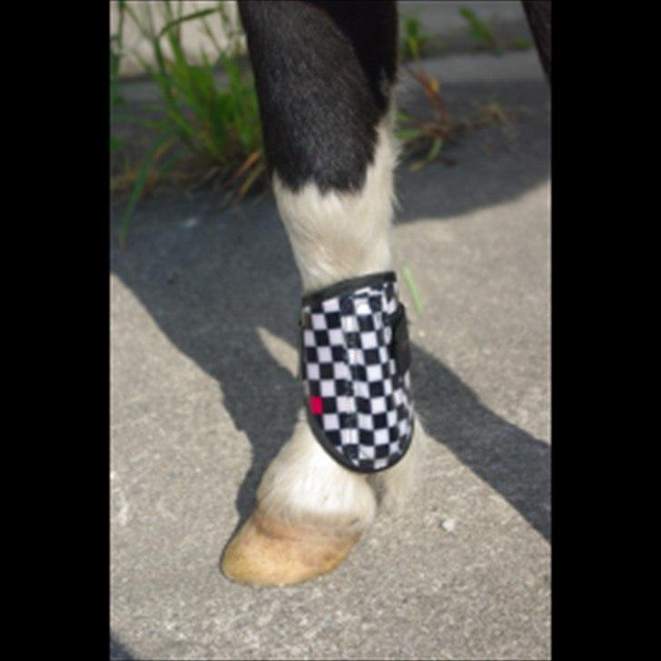 SØGER SHETLANDS PONY UDSTYR SØGER IKKE MER billede 14