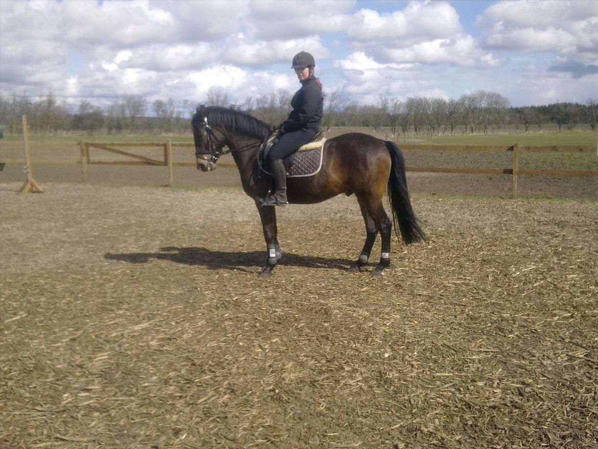 Billeder af andre heste jeg rider - Holmens Kazai (4-års) 2010 billede 13