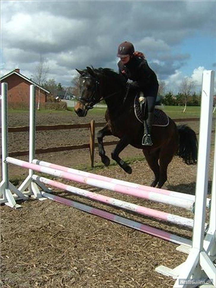 Billeder af andre heste jeg rider - Holmens Kazai (4-års) 2010 billede 14