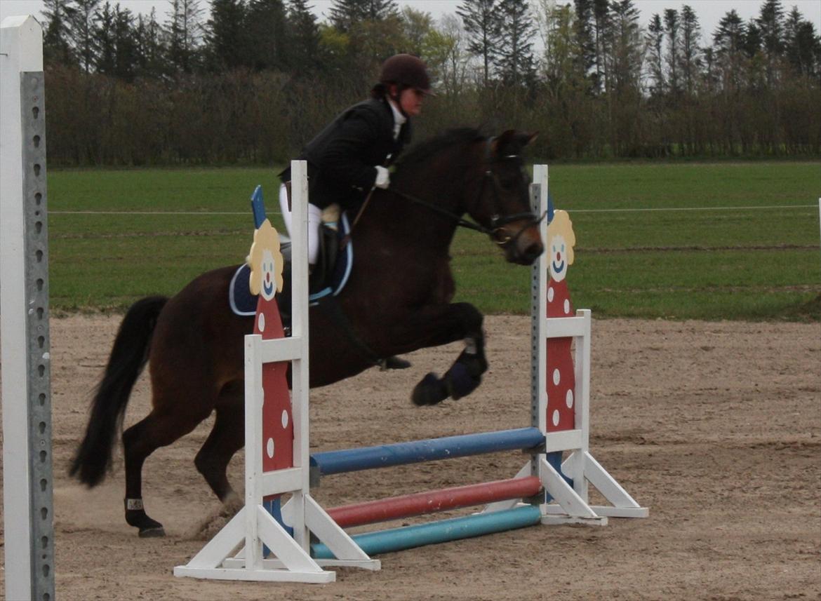 Billeder af andre heste jeg rider - Holmens Kazai (4-års) 2010 billede 17