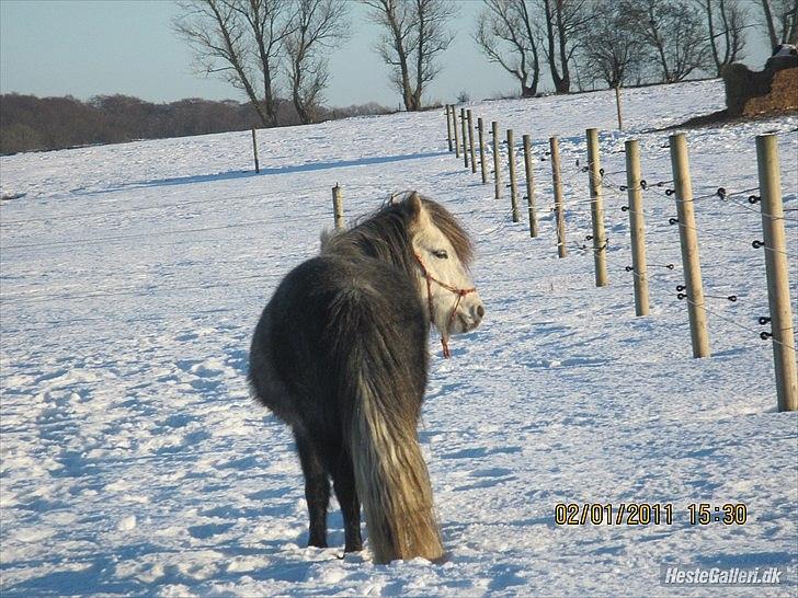 Tegninger :D   - Original billede :) - Bella Frikadella Nutella billede 218