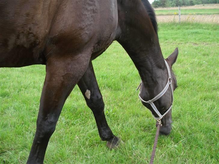 Midtjysk ridelejr 07 - Det her er Winston! Det er den hest, jeg lånte på lejren. Han er 178 cm. til ryggen, og dengang var jeg kun 160! billede 1