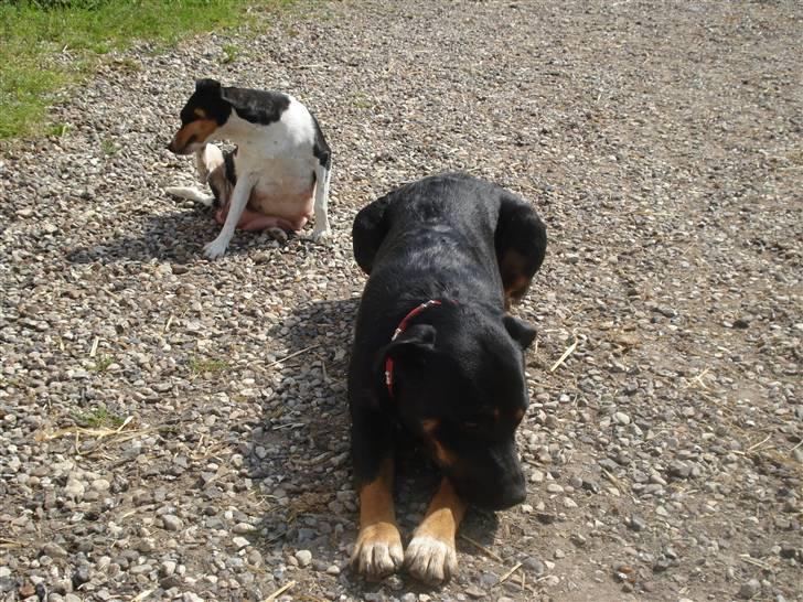 Midtjysk ridelejr 07 - Her er de to hunde! Den store rotweiler hedder Valborg... Jeg kan ikke huske hvad den anden hedder. billede 4