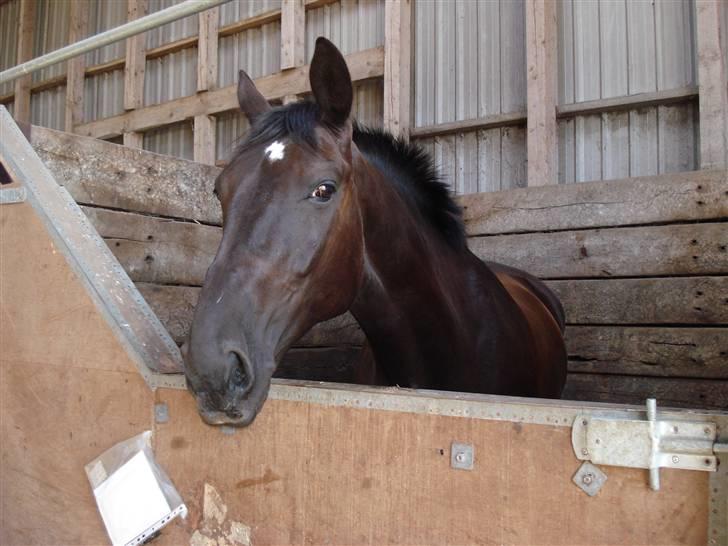 Midtjysk ridelejr 07 - Winston! billede 6