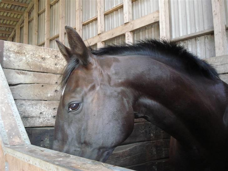 Midtjysk ridelejr 07 - Jeps... Winston igen ;o)... billede 7