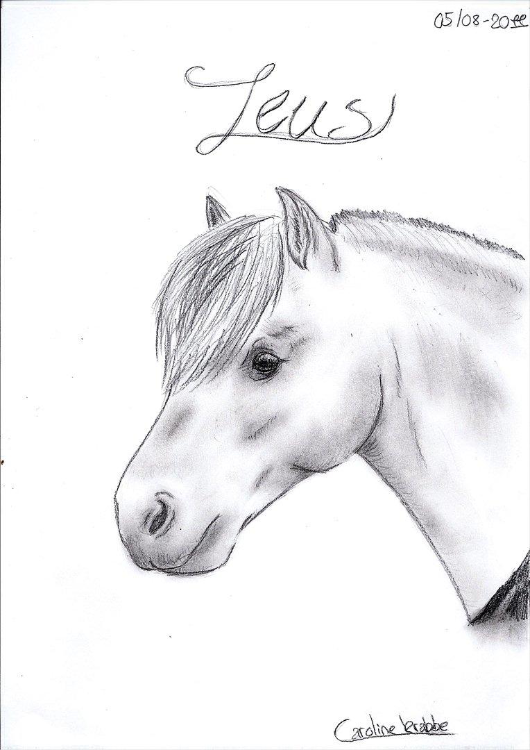 Flere tegninger .. - Nyt billede til Stald Prima her på HG.. Fjordhesten Zeus (Det er bedre i virkeligheden) ;) billede 13