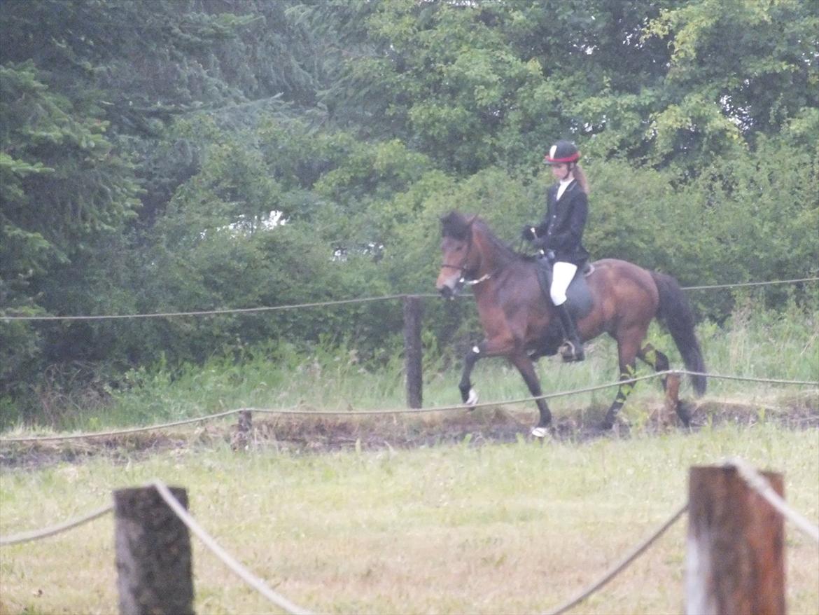 Ljúfa fra Bjergagergård - Gantistævnet den 18 juni vandt T.2 med 6,13!! billede 2