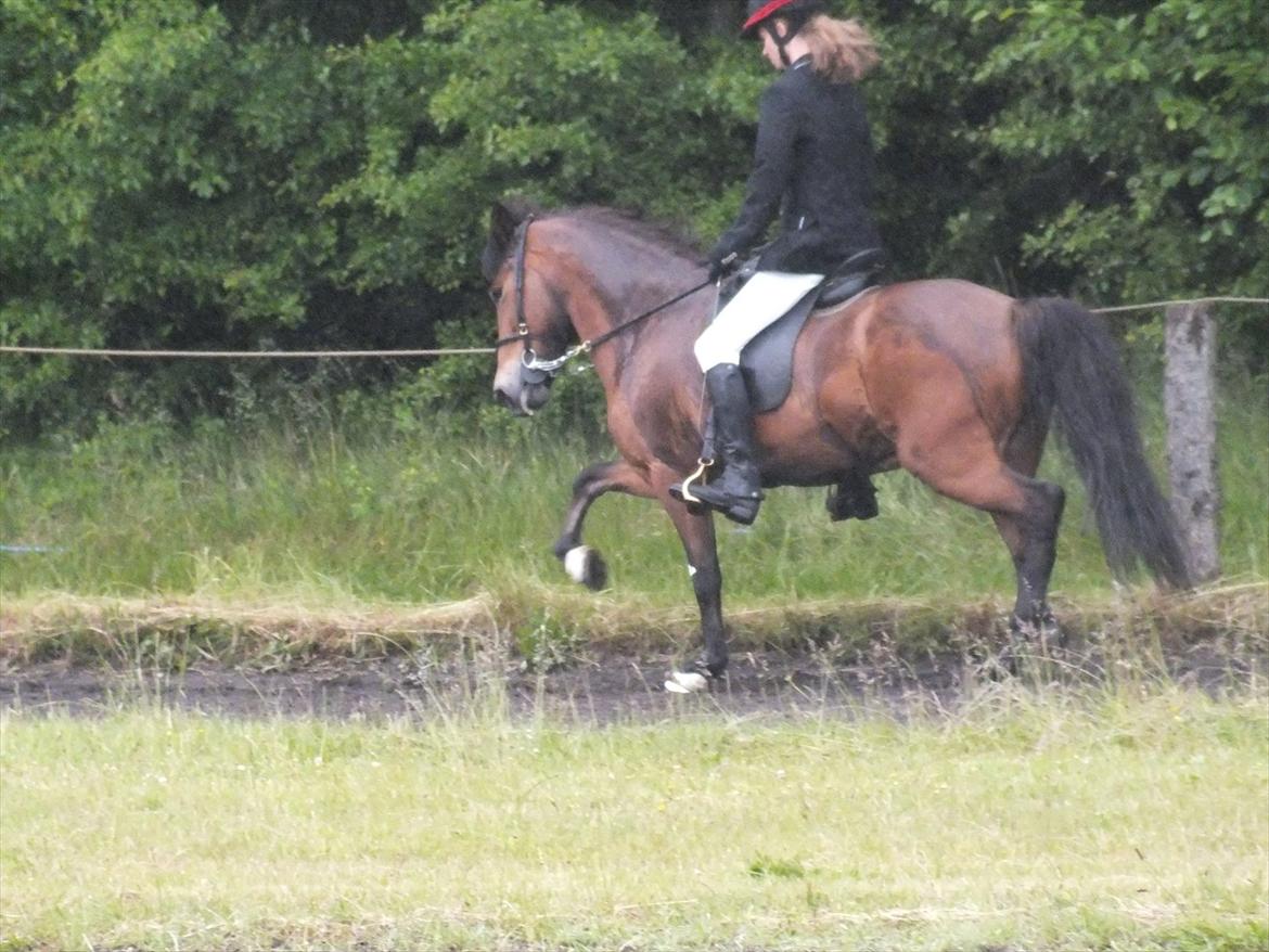 Ljúfa fra Bjergagergård - Ljúfa i trav til gantistævnet billede 4