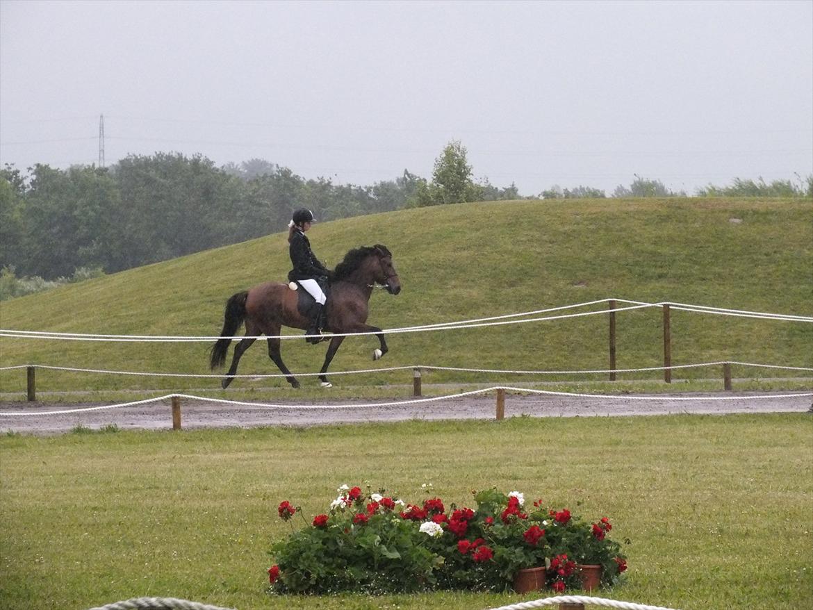 Ljúfa fra Bjergagergård - DM billede 6