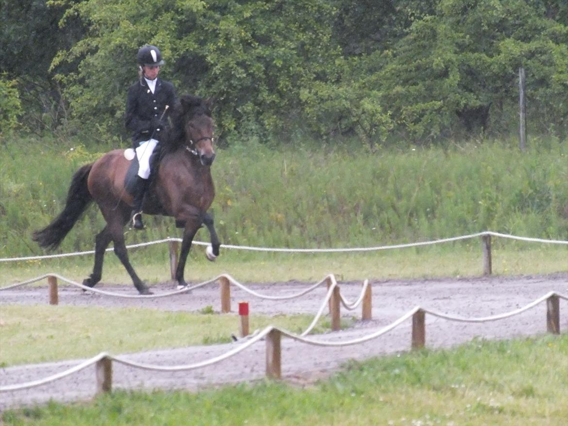 Ljúfa fra Bjergagergård - DM 2011 billede 7