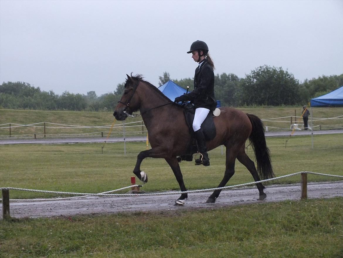 Ljúfa fra Bjergagergård - DM billede 8