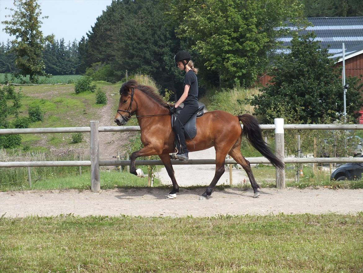 Ljúfa fra Bjergagergård - Træning på birkegården billede 10