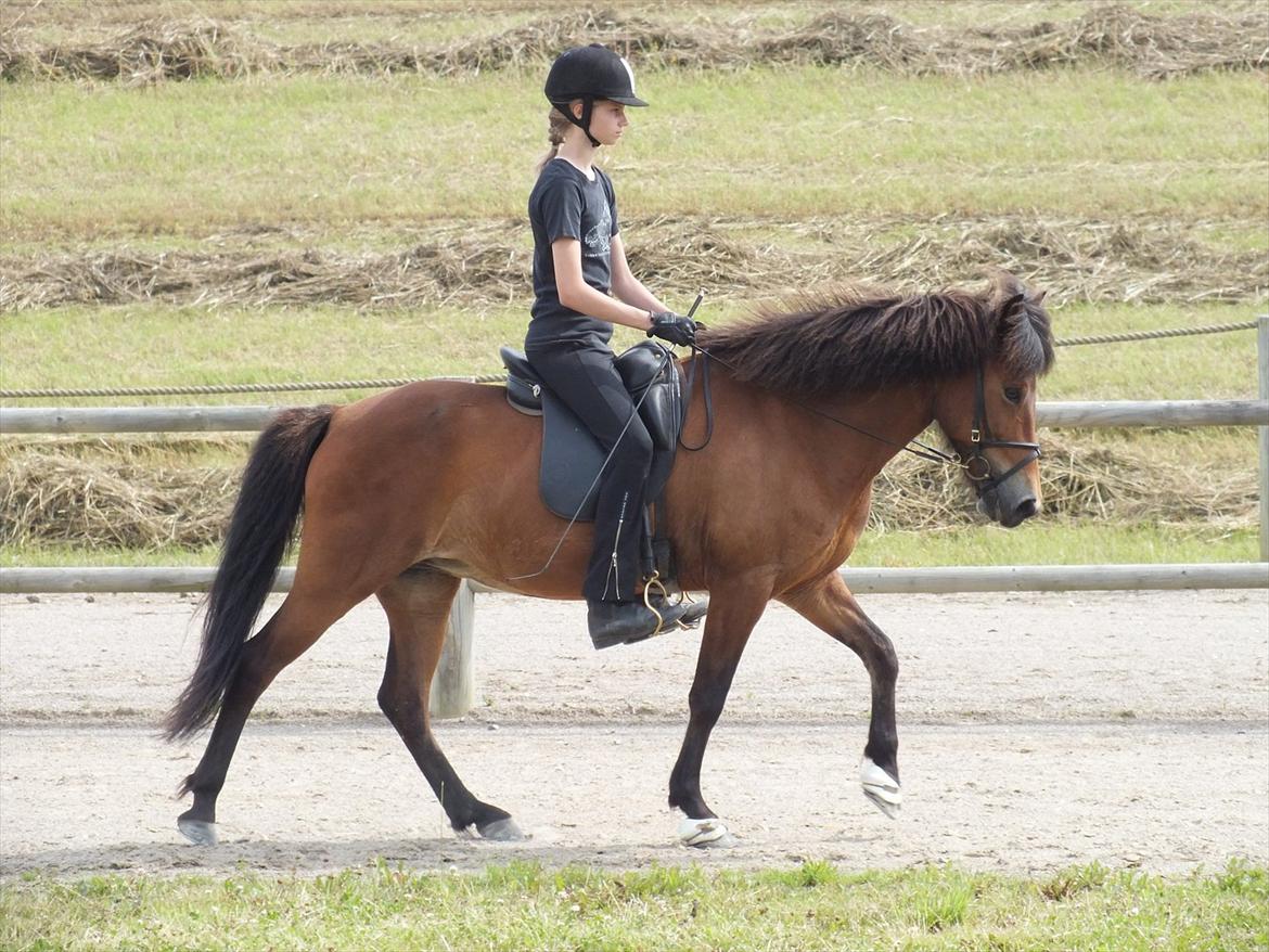 Ljúfa fra Bjergagergård - Skridt!! billede 13
