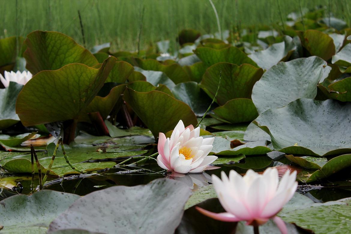 En herlig sommer! :-D - Nogle smukke åkander på Bornholm billede 2