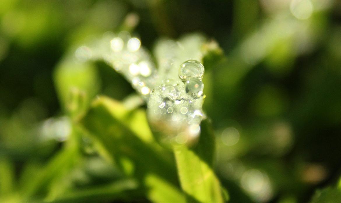 En herlig sommer! :-D - En morgensol, og dug på græsset billede 3
