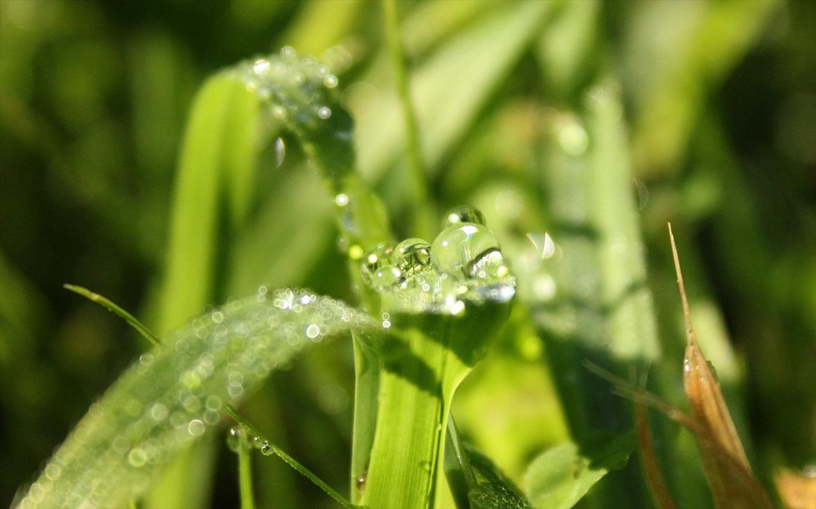 En herlig sommer! :-D - Dug på græsset, morgensolen fik det til at se så flot ud! billede 4