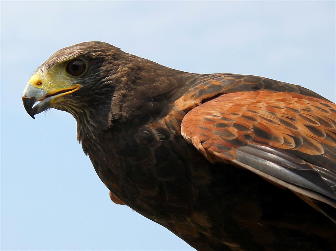 En herlig sommer! :-D - En smuk falk! billede 5