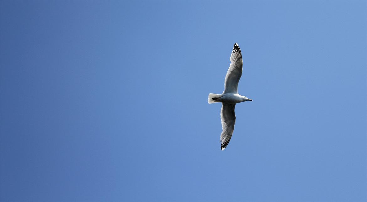 En herlig sommer! :-D - Den smukke smukke himmel billede 7