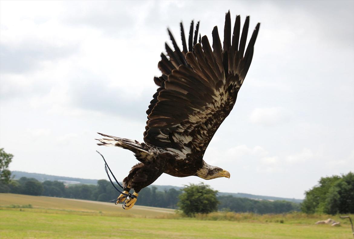 En herlig sommer! :-D billede 9