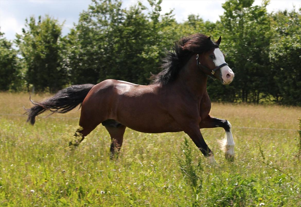 En herlig sommer! :-D - Min så utrolig smukke dejlige hingst viser sig godt frem på folden<33 billede 10