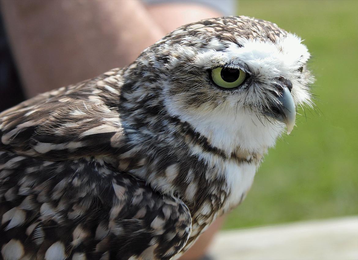 En herlig sommer! :-D - En ørkenugle.. Vi var til Ørneshow på SOLSKINS ØEN! 
 billede 1