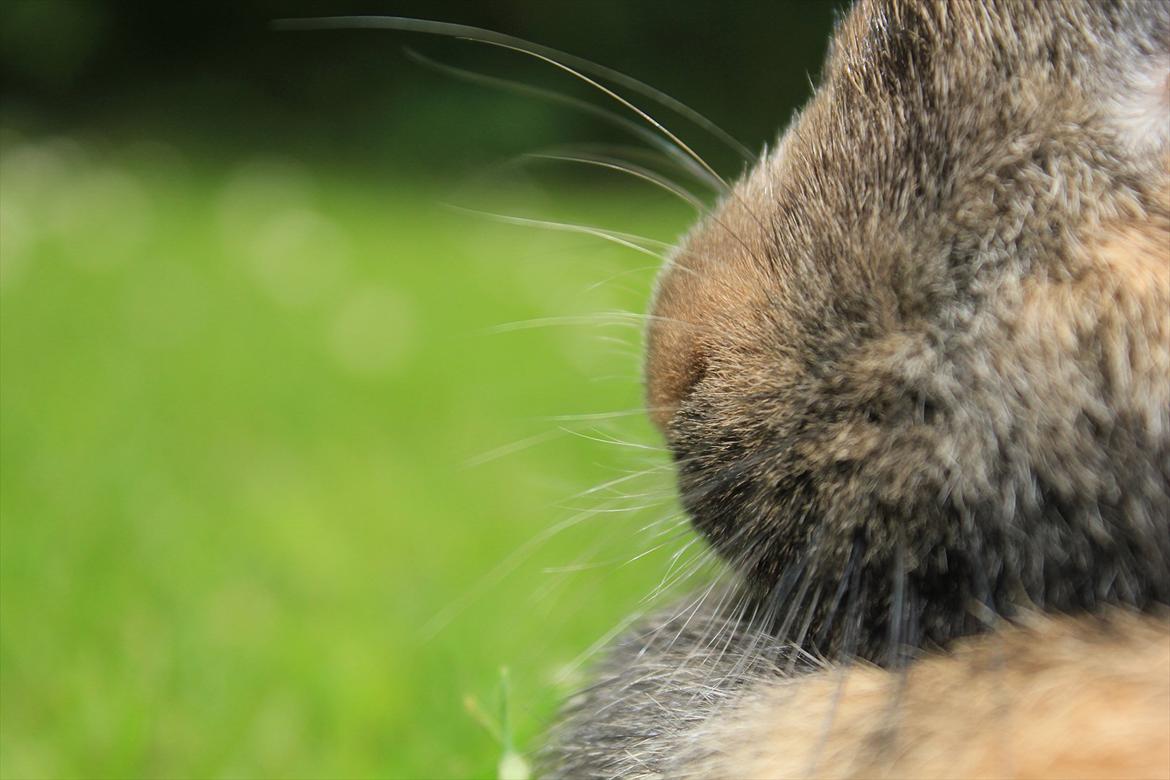 En herlig sommer! :-D billede 14