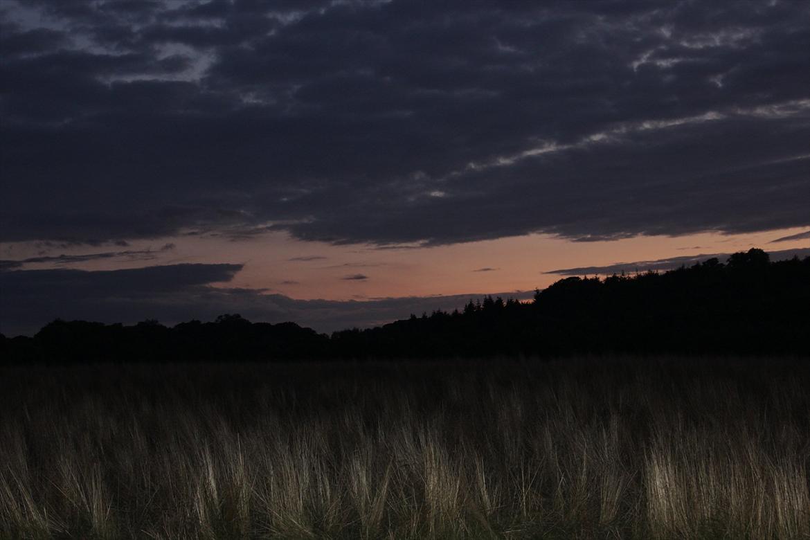 En herlig sommer! :-D billede 18