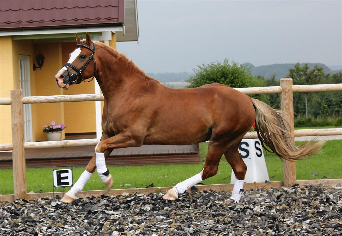 En herlig sommer! :-D - Fjordglimts Mr. George
En helt fantastisk hingst<3 billede 22