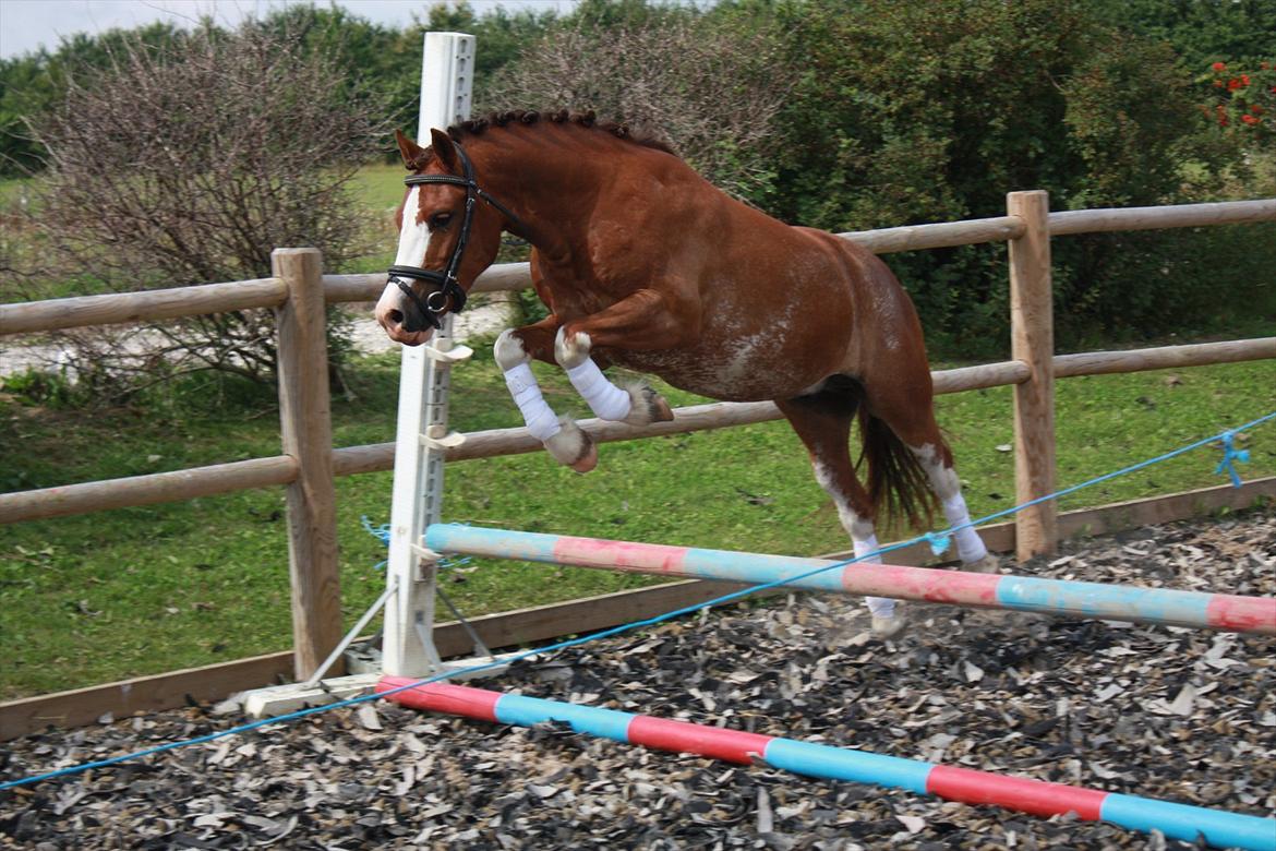 En herlig sommer! :-D - Thers Hey Harlekin - 1. gang den lille bliver løssprunget billede 23
