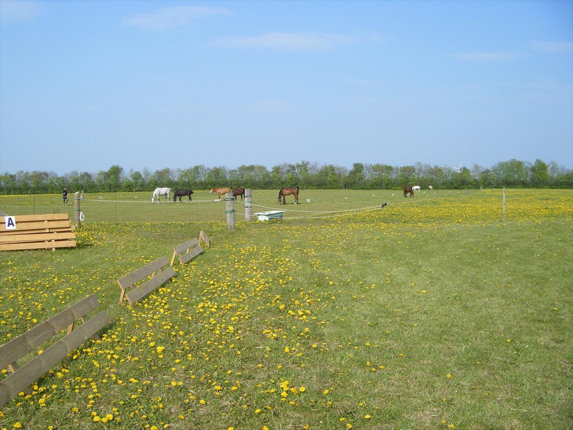 Elmelund rideklub billede 3