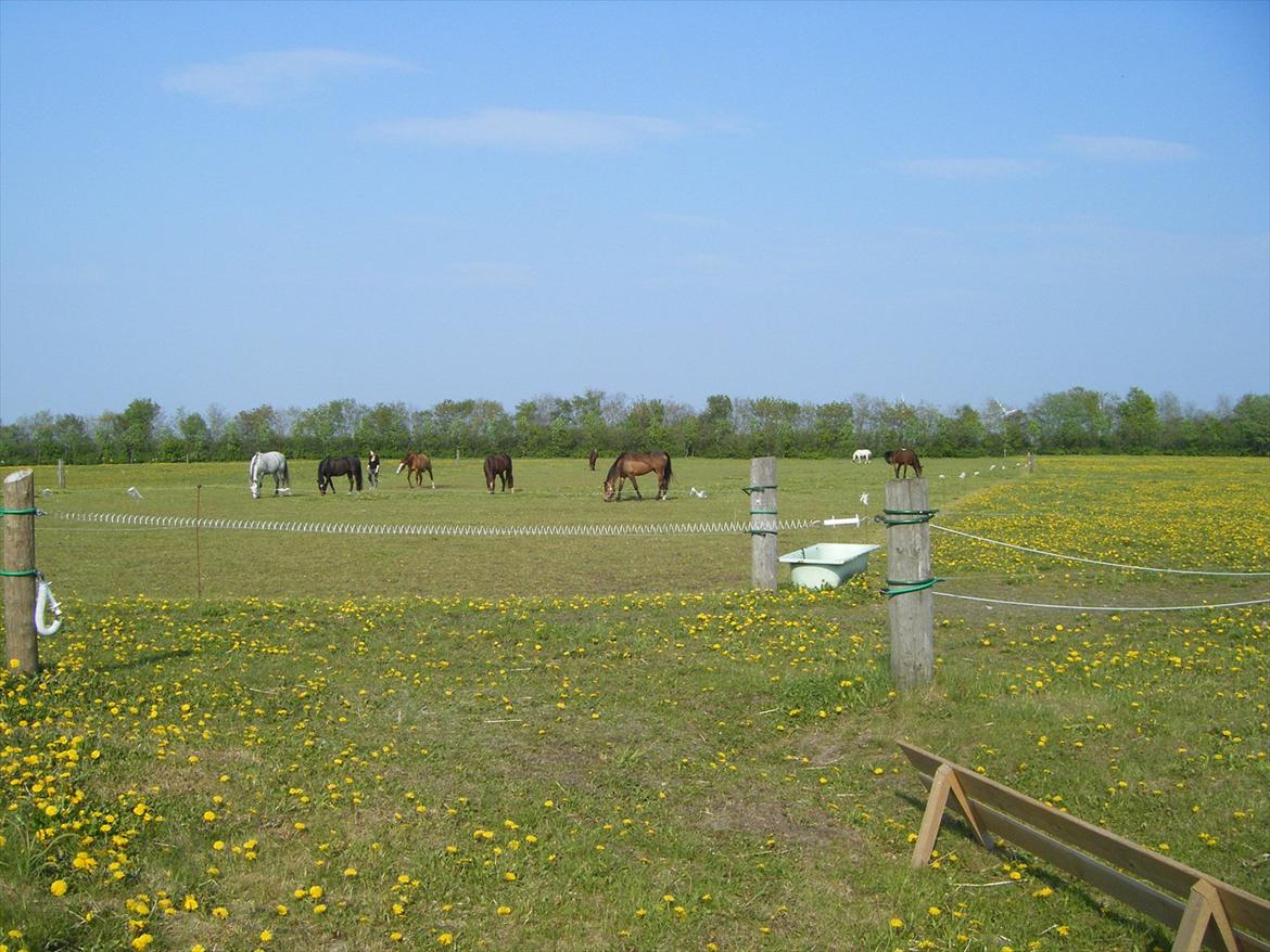 Elmelund rideklub billede 4