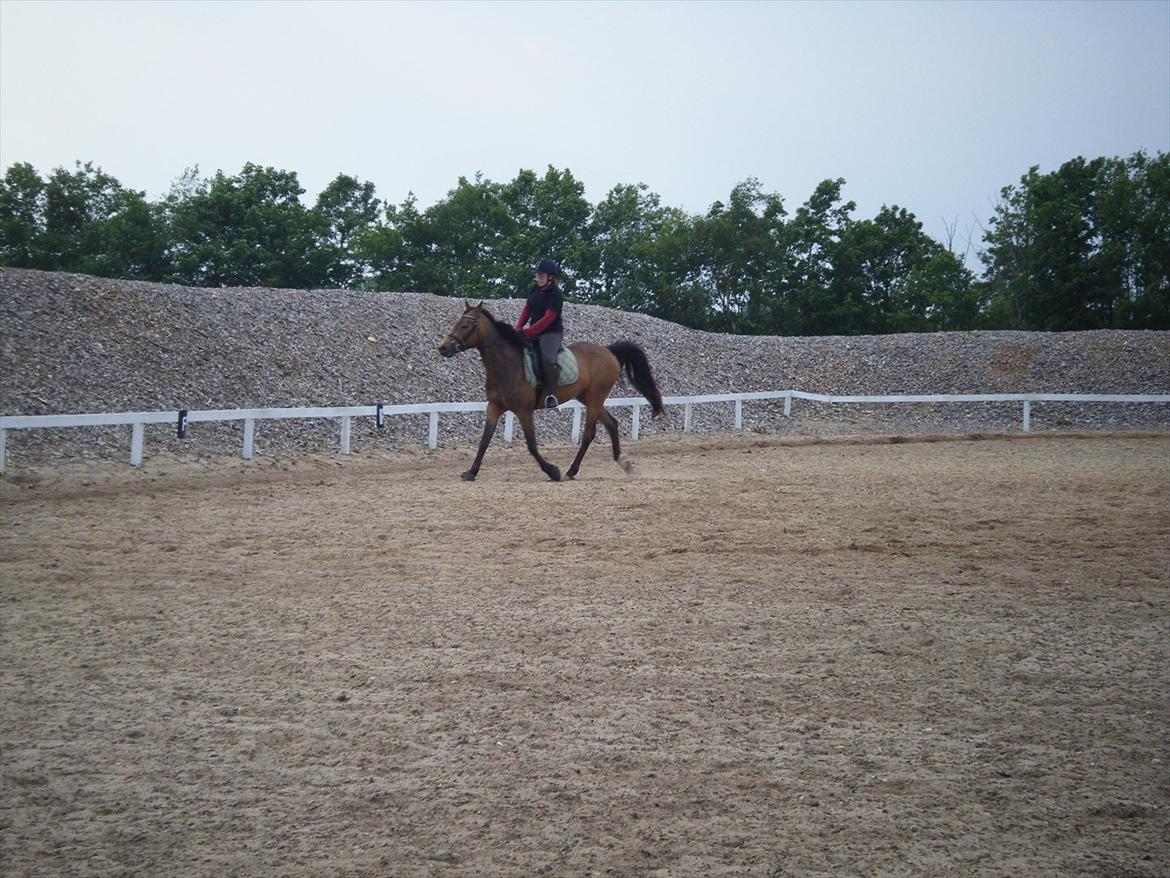 Elmelund rideklub billede 6