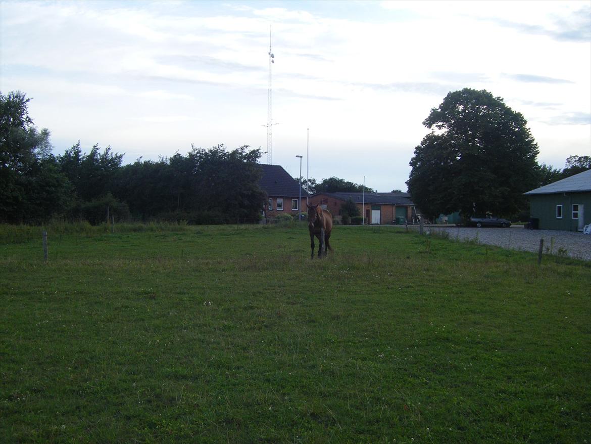 Elmelund rideklub billede 9