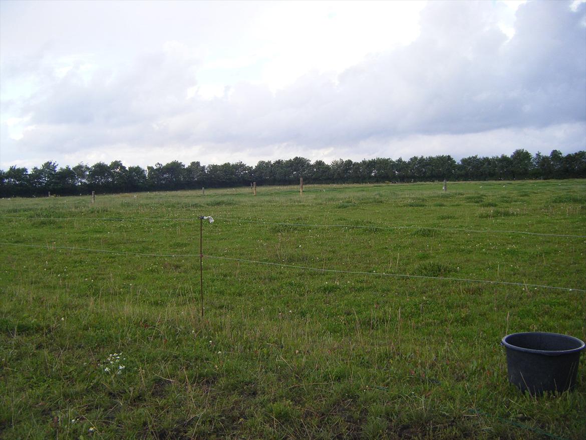 Elmelund rideklub billede 12