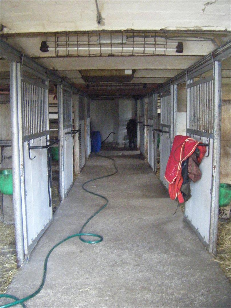 Elmelund rideklub billede 17