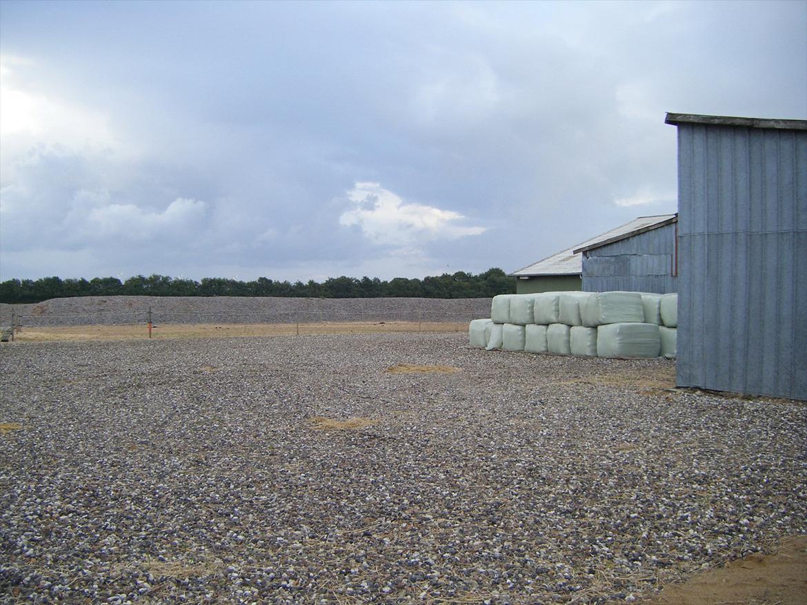 Elmelund rideklub billede 21